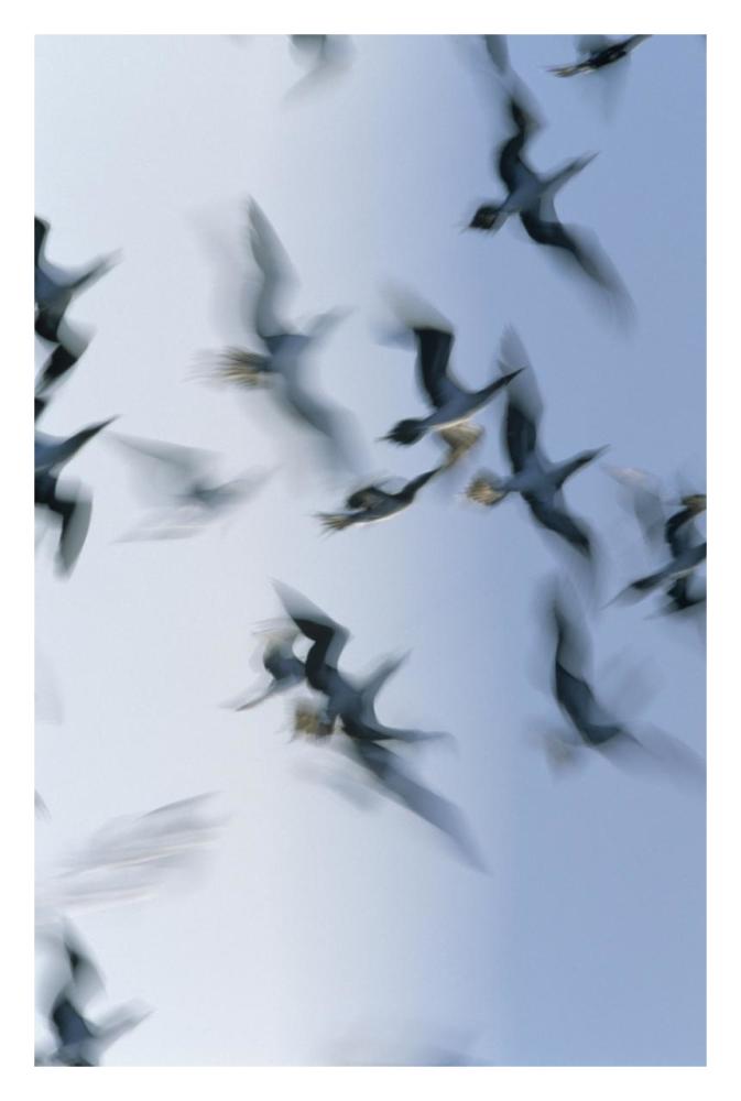Blue-footed Booby flock flying, Galapagos Islands, Ecuador-Paper Art-22"x32"