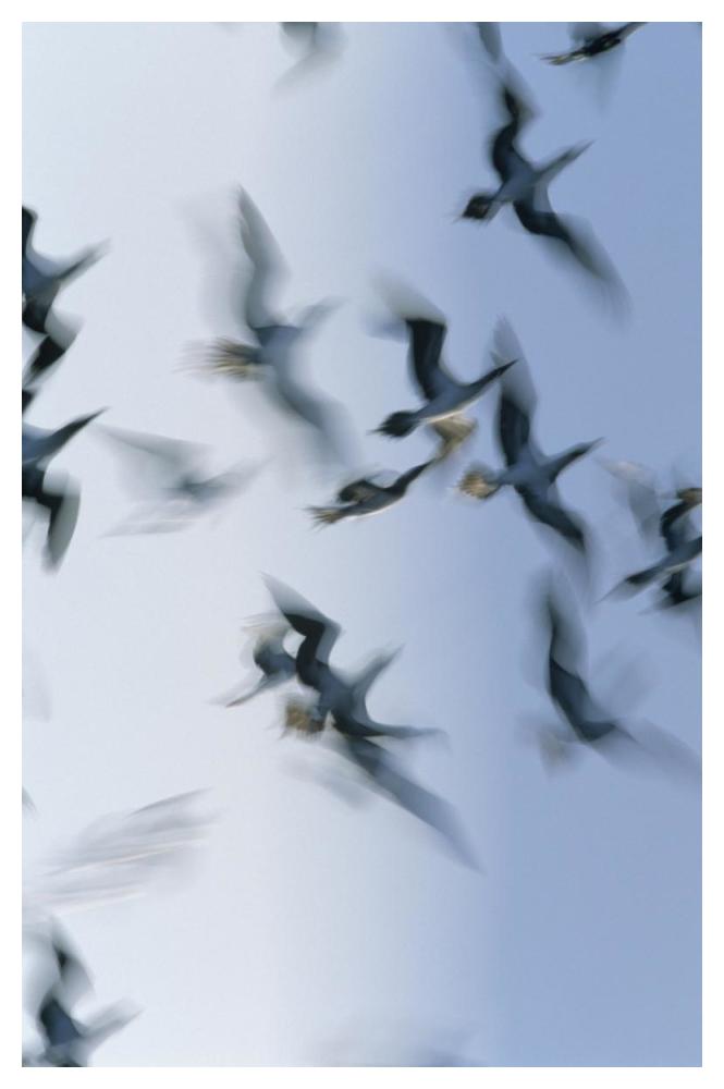 Blue-footed Booby flock flying, Galapagos Islands, Ecuador-Paper Art-34"x50"