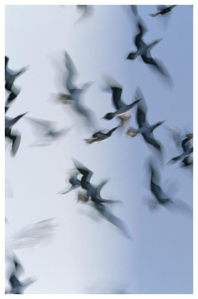 Blue-footed Booby flock flying, Galapagos Islands, Ecuador-Paper Art-42"x62"