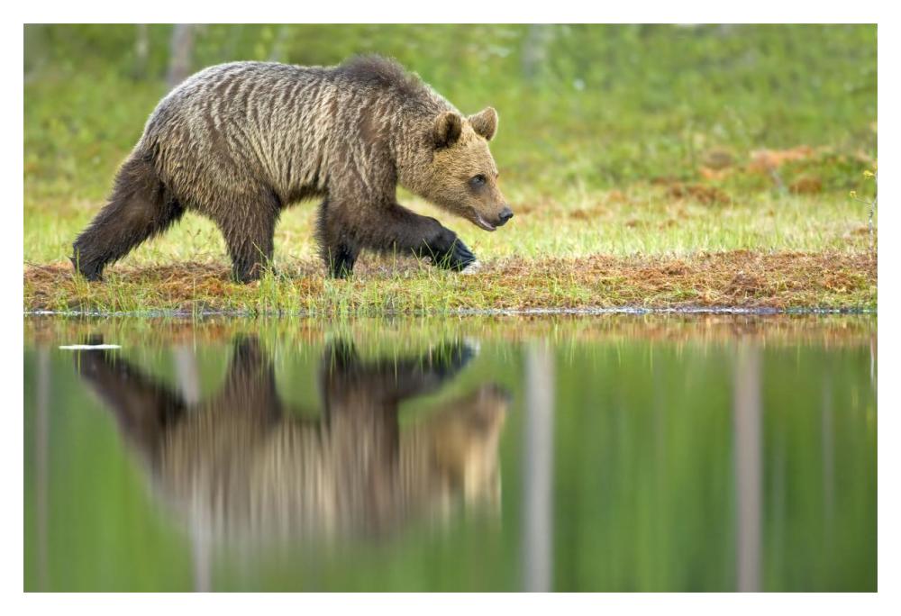 Brown Bear walking along the water's edge, Northeast Finland-Paper Art-20"x14"