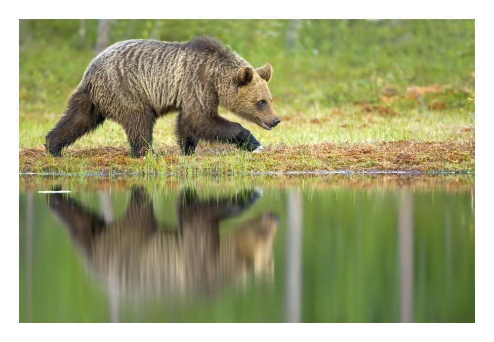 Brown Bear walking along the water's edge, Northeast Finland-Paper Art-26"x18"