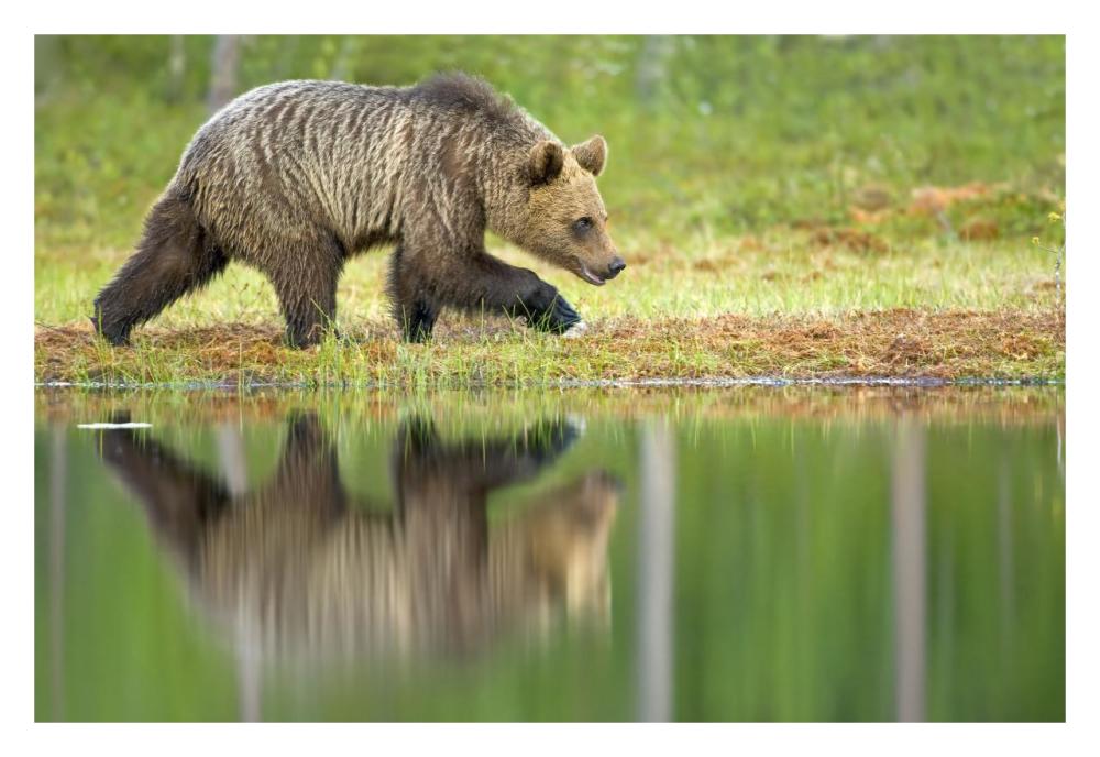 Brown Bear walking along the water's edge, Northeast Finland-Paper Art-32"x22"