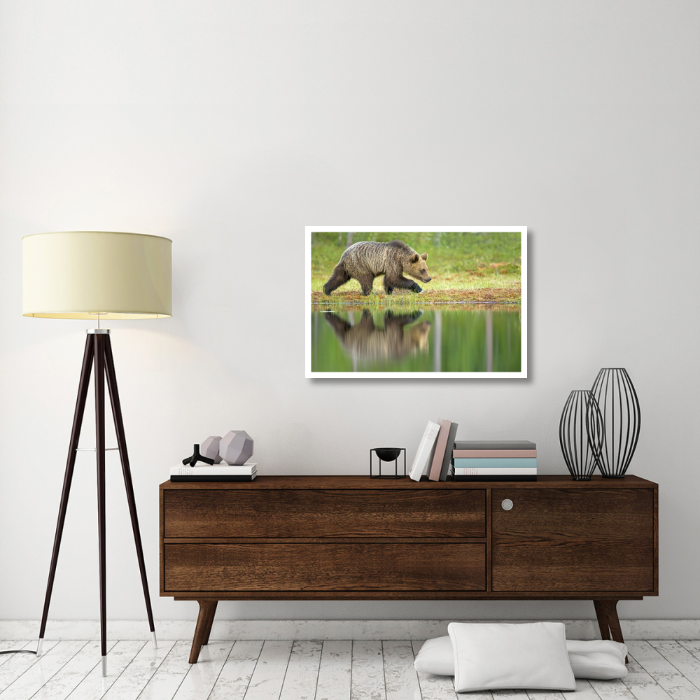 Brown Bear walking along the water's edge, Northeast Finland-Paper Art-38&quotx26"