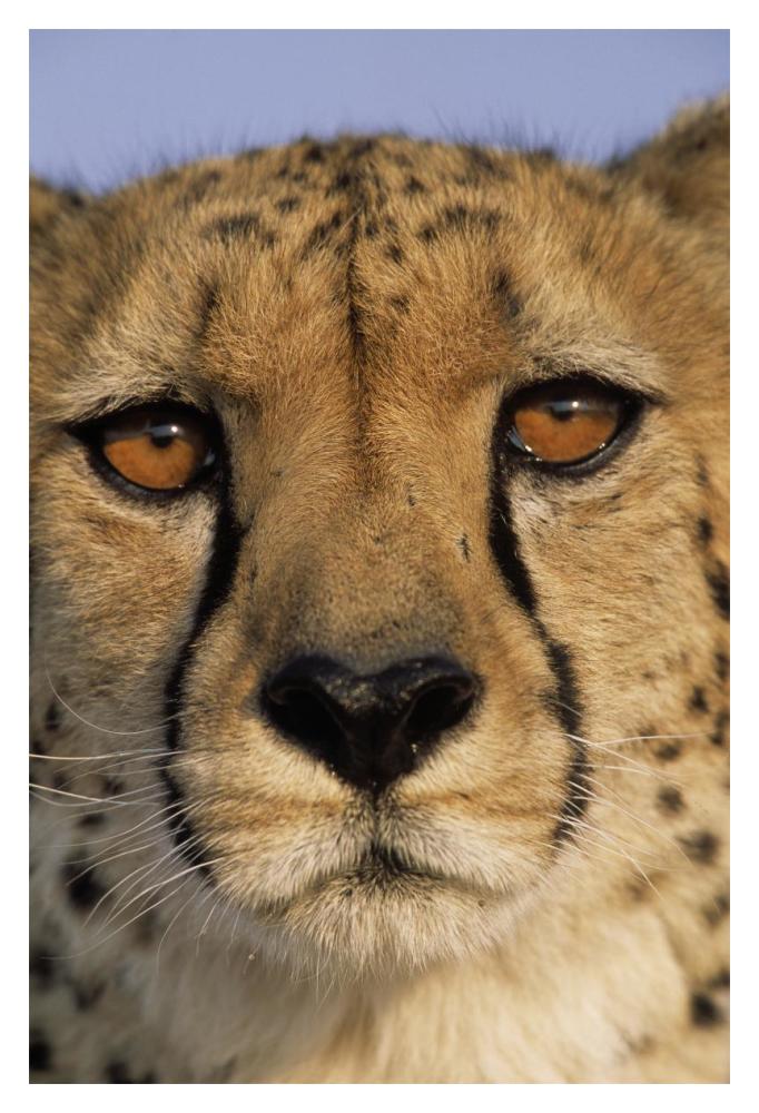 Cheetah close up of face showing 'tear mark' pattern, Africa-Paper Art-14"x20"