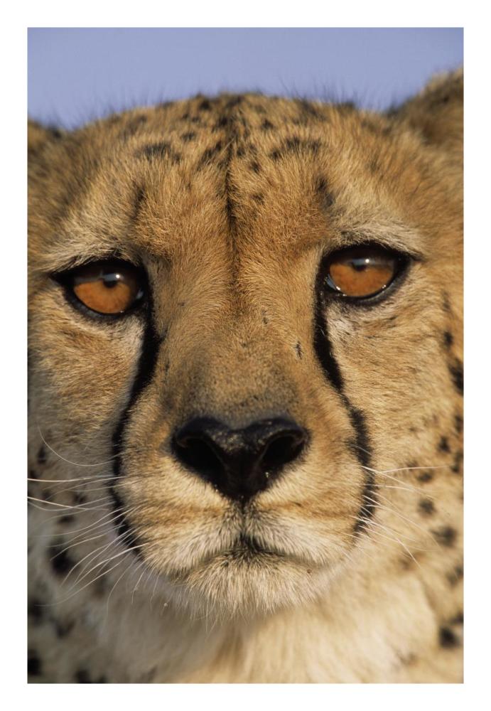 Cheetah close up of face showing 'tear mark' pattern, Africa-Paper Art-18"x26"