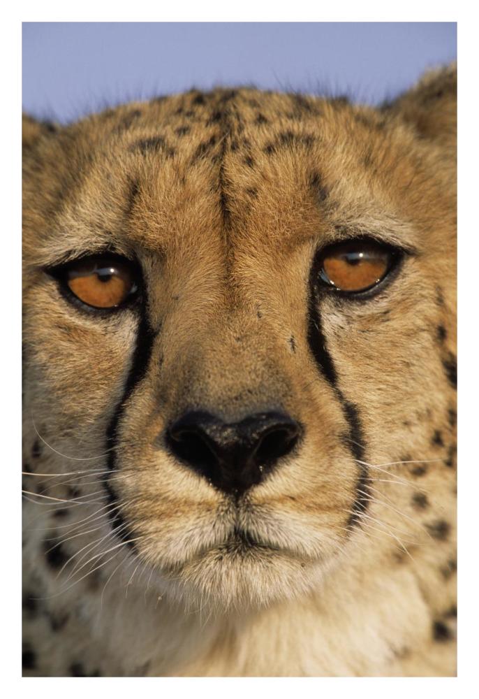 Cheetah close up of face showing 'tear mark' pattern, Africa-Paper Art-22"x32"