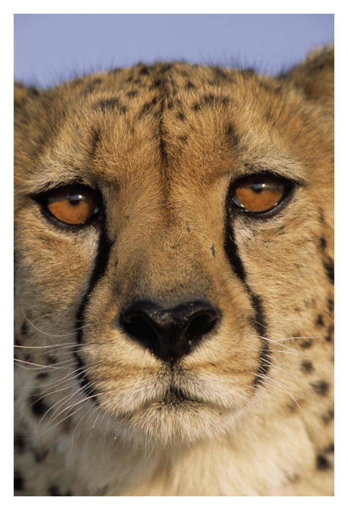 Cheetah close up of face showing 'tear mark' pattern, Africa-Paper Art-26"x38"