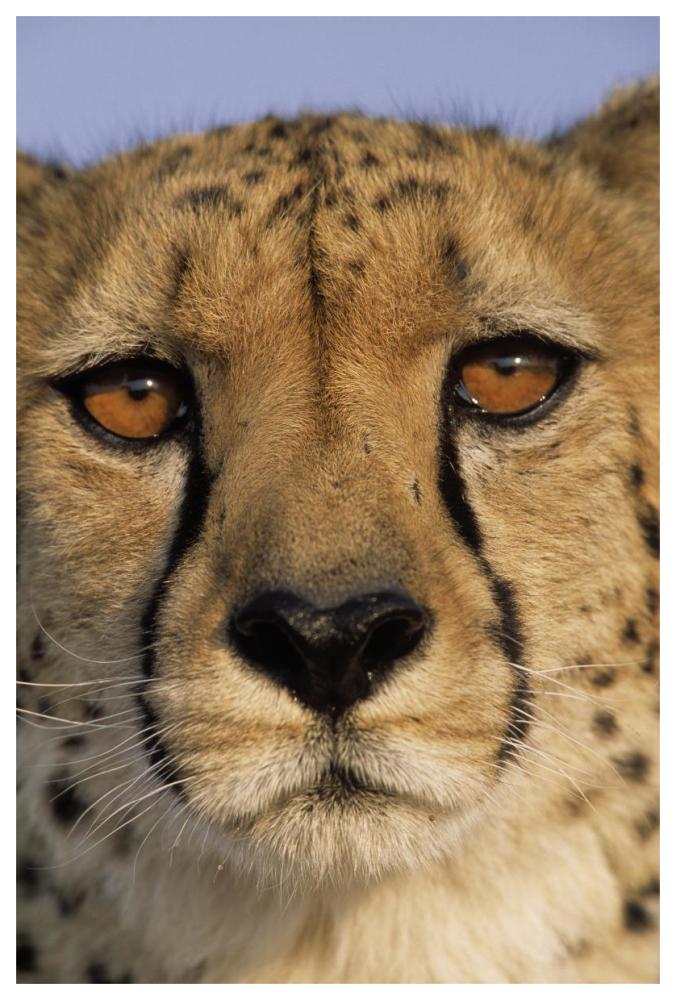 Cheetah close up of face showing 'tear mark' pattern, Africa-Paper Art-42"x62"