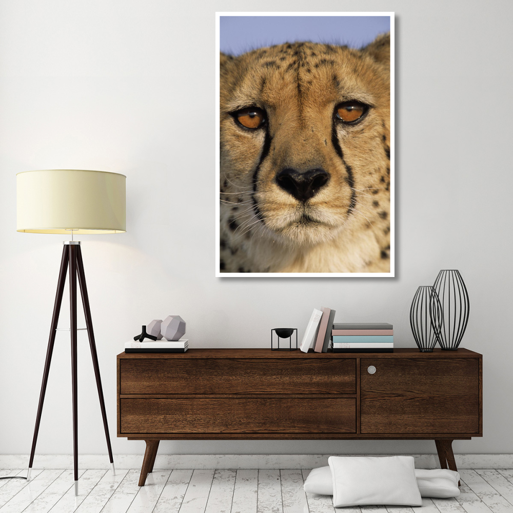Cheetah close up of face showing 'tear mark' pattern, Africa-Paper Art-42&quotx62"