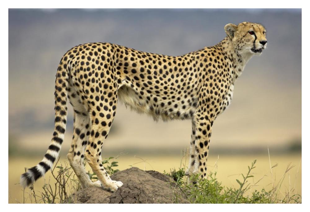 Cheetah on termite mound, Masai Mara National Reserve, Kenya-Paper Art-38"x26"