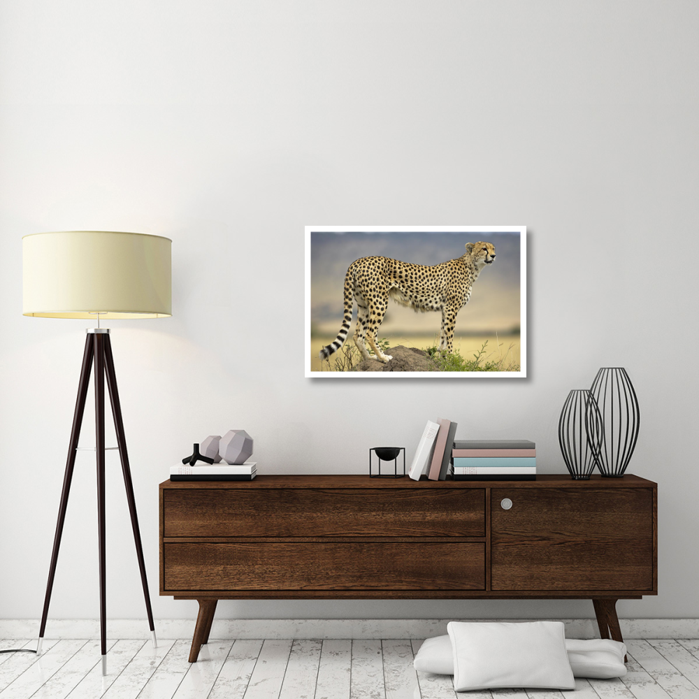 Cheetah on termite mound, Masai Mara National Reserve, Kenya-Paper Art-38&quotx26"