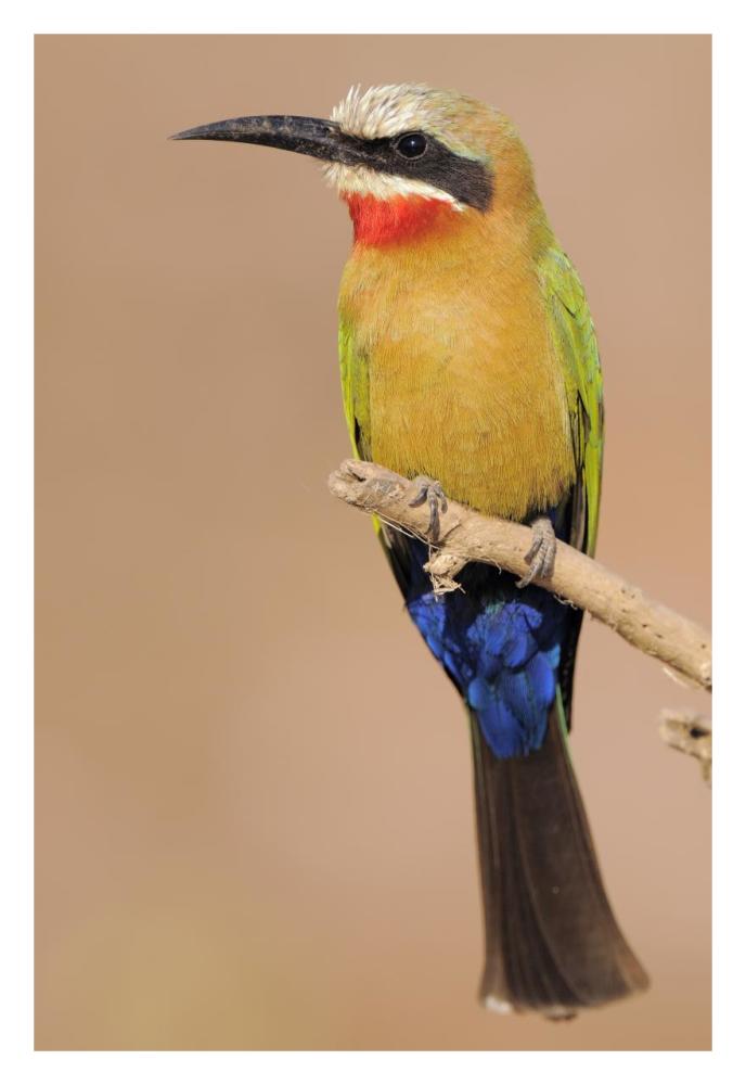 White-fronted Bee-eater perched on a branch, Chobe National Park, Botswana-Paper Art-22"x32"