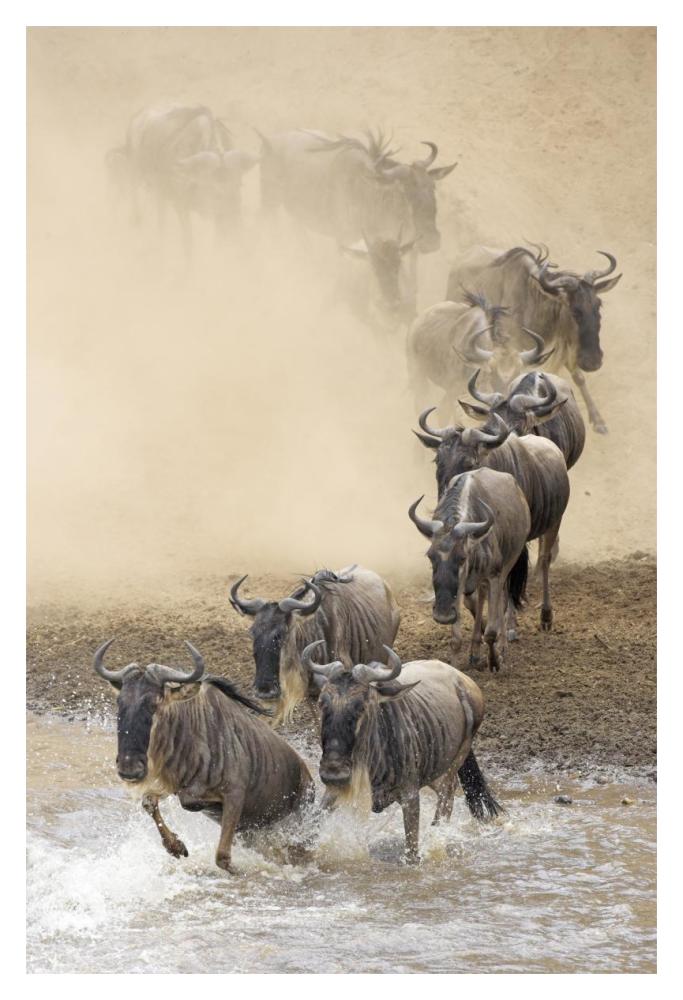 Blue Wildebeest herd crossing the Mara River, Masai Mara National Reserve, Kenya-Paper Art-14"x20"
