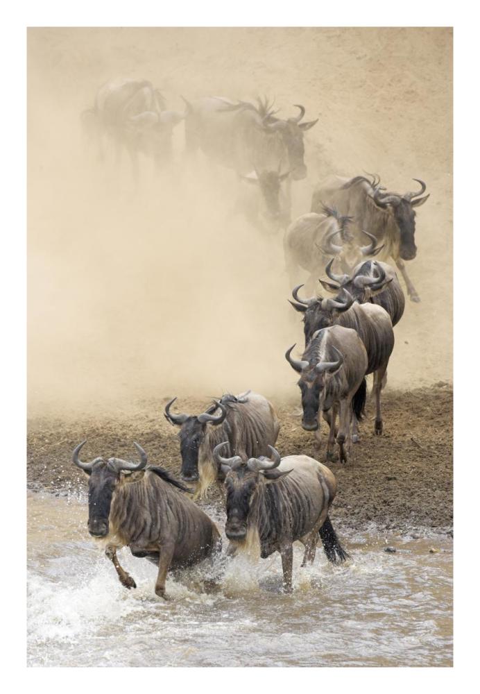 Blue Wildebeest herd crossing the Mara River, Masai Mara National Reserve, Kenya-Paper Art-18"x26"
