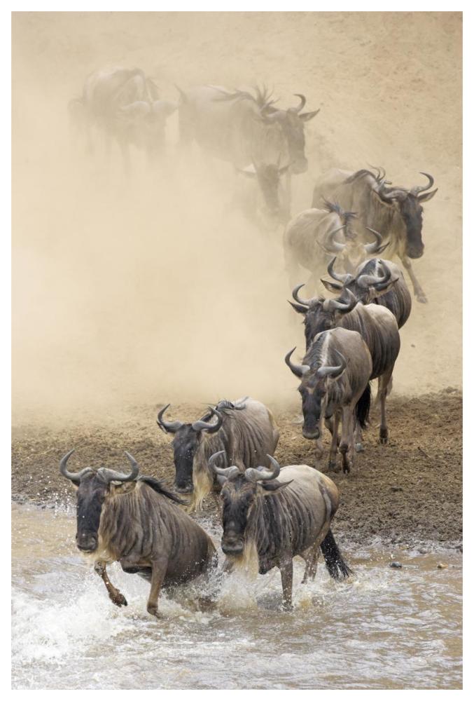 Blue Wildebeest herd crossing the Mara River, Masai Mara National Reserve, Kenya-Paper Art-42"x62"