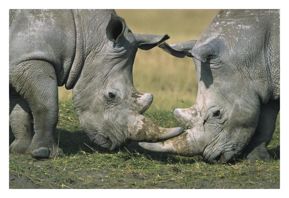 White Rhinoceros close-up of two fighting, Kenya-Paper Art-32"x22"