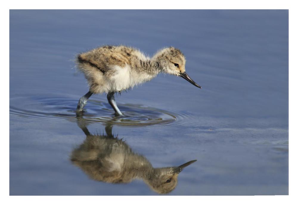 Pied Avocet chick foraging, Texel Noord-Holland, Netherlands-Paper Art-32"x22"