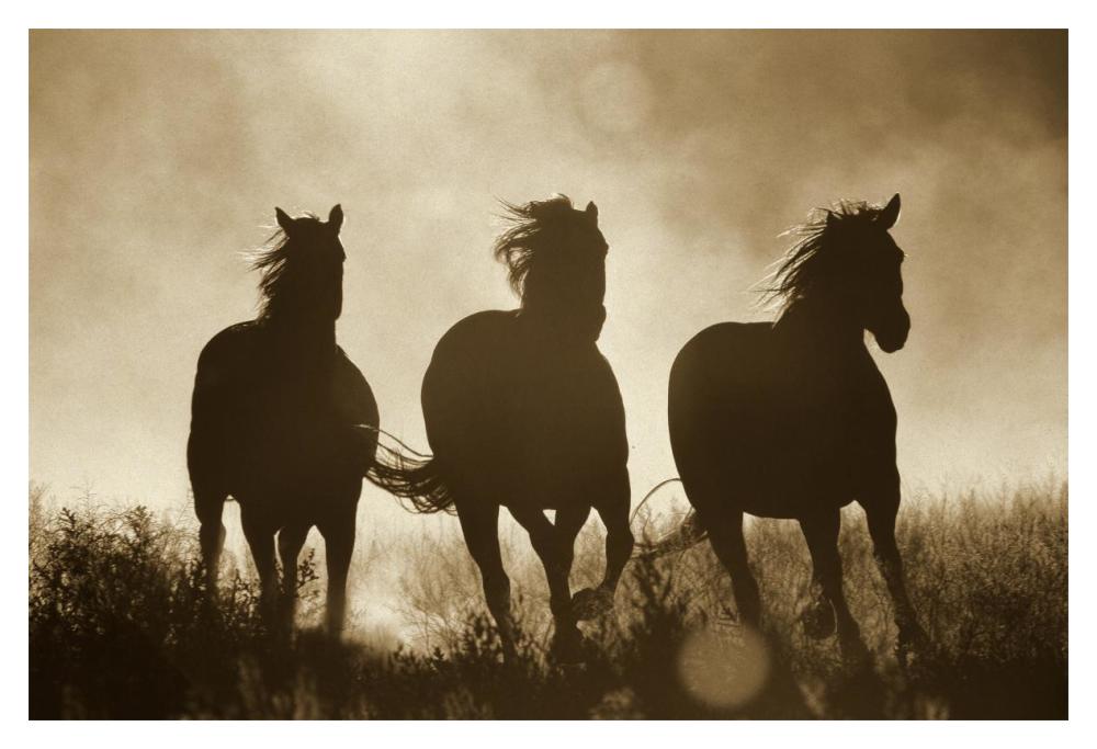 Domestic Horse trio running at sunset, Oregon - Sepia-Paper Art-20"x14"