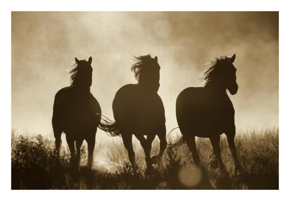 Domestic Horse trio running at sunset, Oregon - Sepia-Paper Art-26"x18"