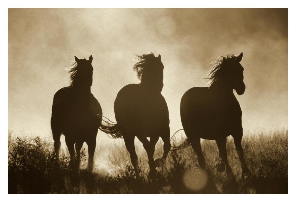 Domestic Horse trio running at sunset, Oregon - Sepia-Paper Art-38"x26"