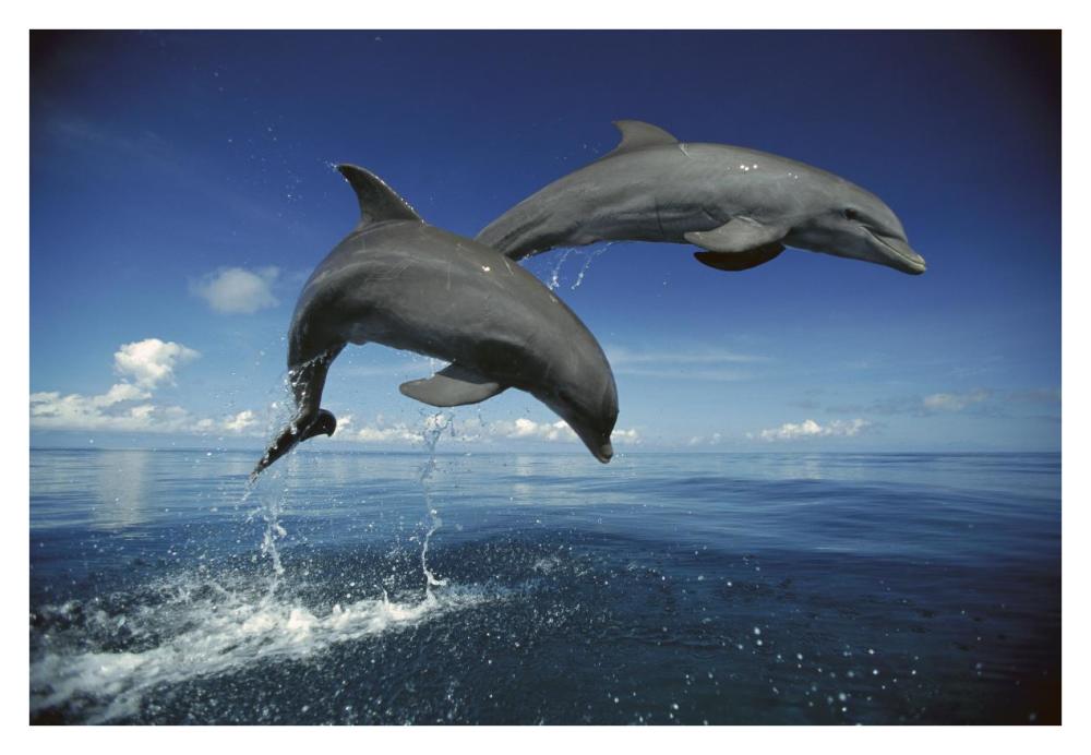 Bottlenose Dolphin pair, Caribbean-Paper Art-38"x26"