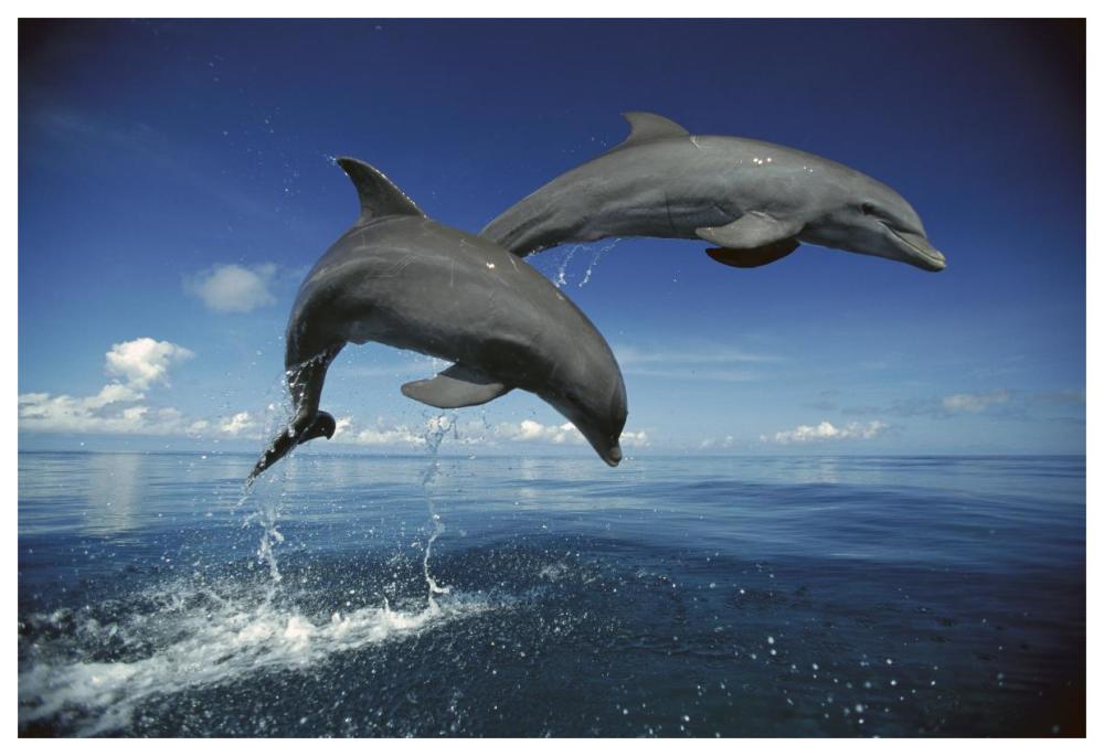 Bottlenose Dolphin pair, Caribbean-Paper Art-62"x42"