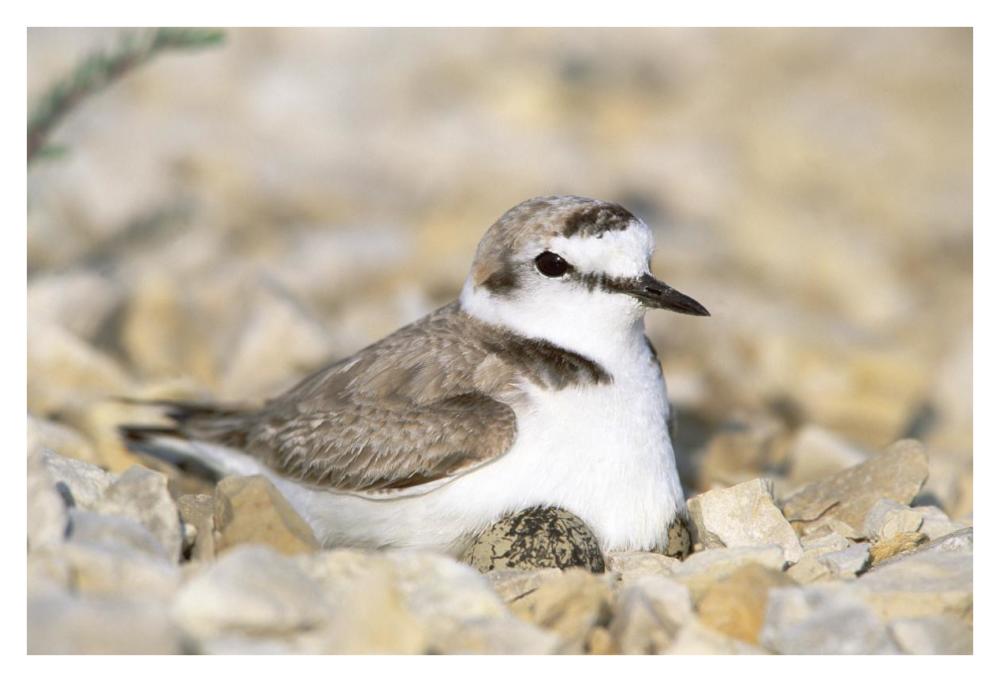 Kentish Plover male at nest, Europe-Paper Art-38"x26"
