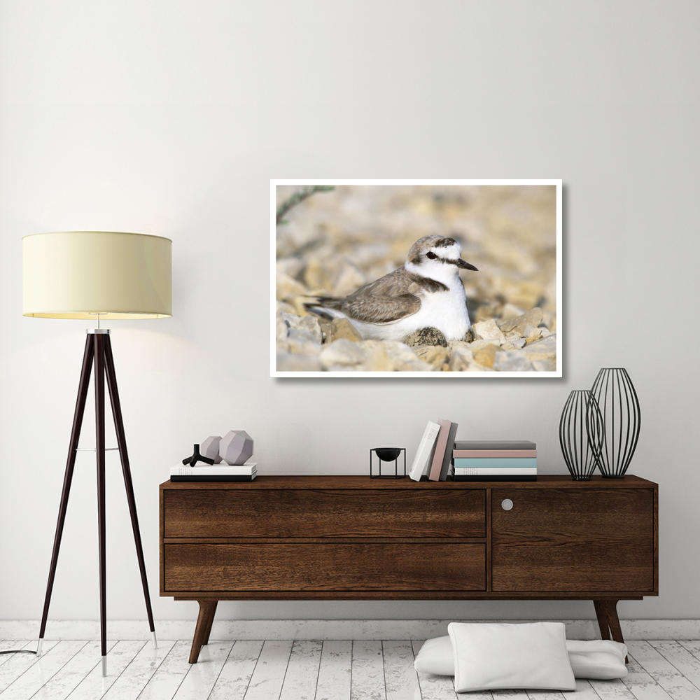 Kentish Plover male at nest, Europe-Paper Art-50&quotx34"