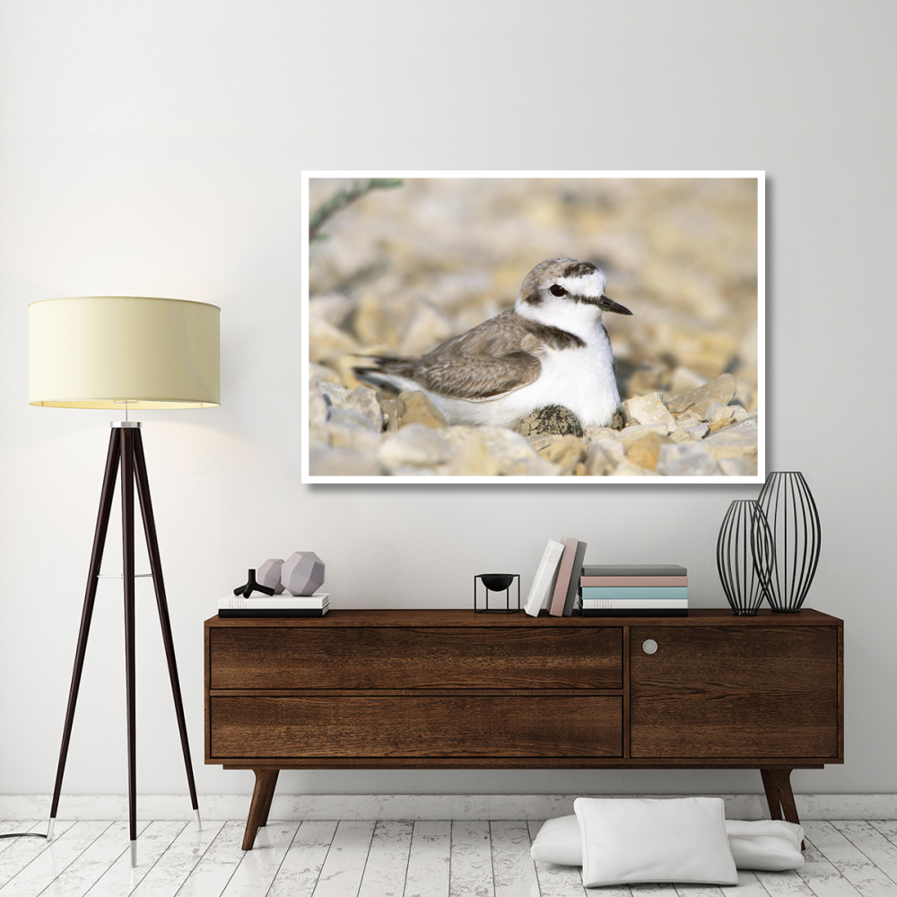 Kentish Plover male at nest, Europe-Paper Art-62&quotx42"