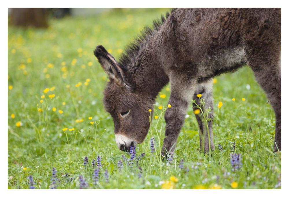 Donkey foal grazing, Bavaria, Germany-Paper Art-38"x26"