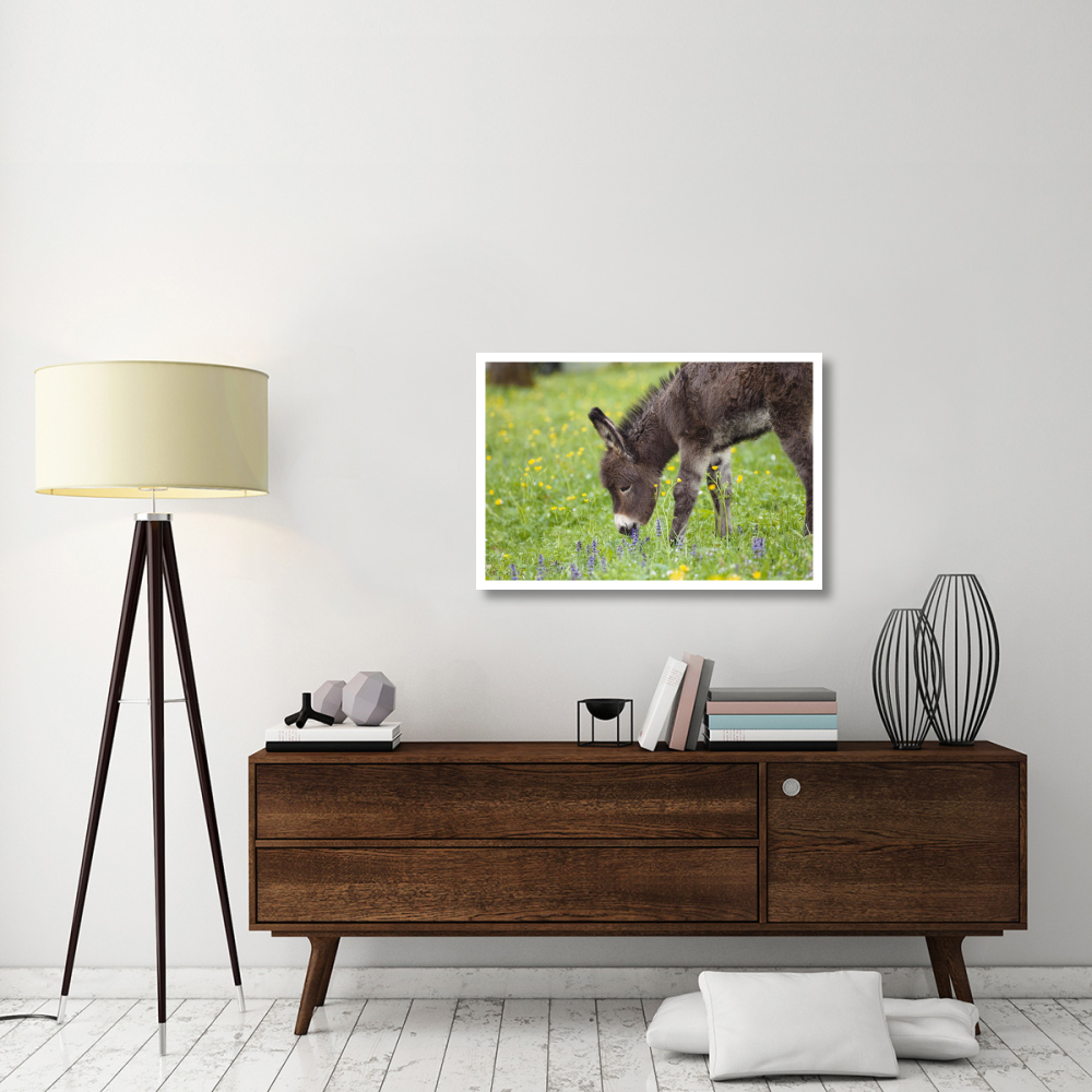 Donkey foal grazing, Bavaria, Germany-Paper Art-38&quotx26"