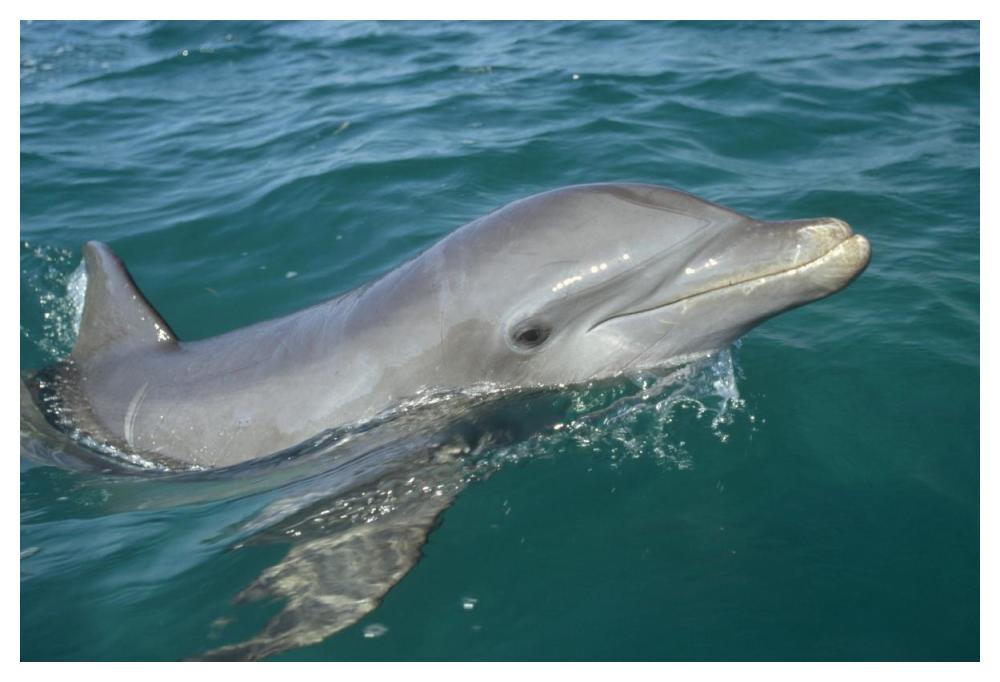 Bottlenose Dolphin portrait, Honduras-Paper Art-50"x34"