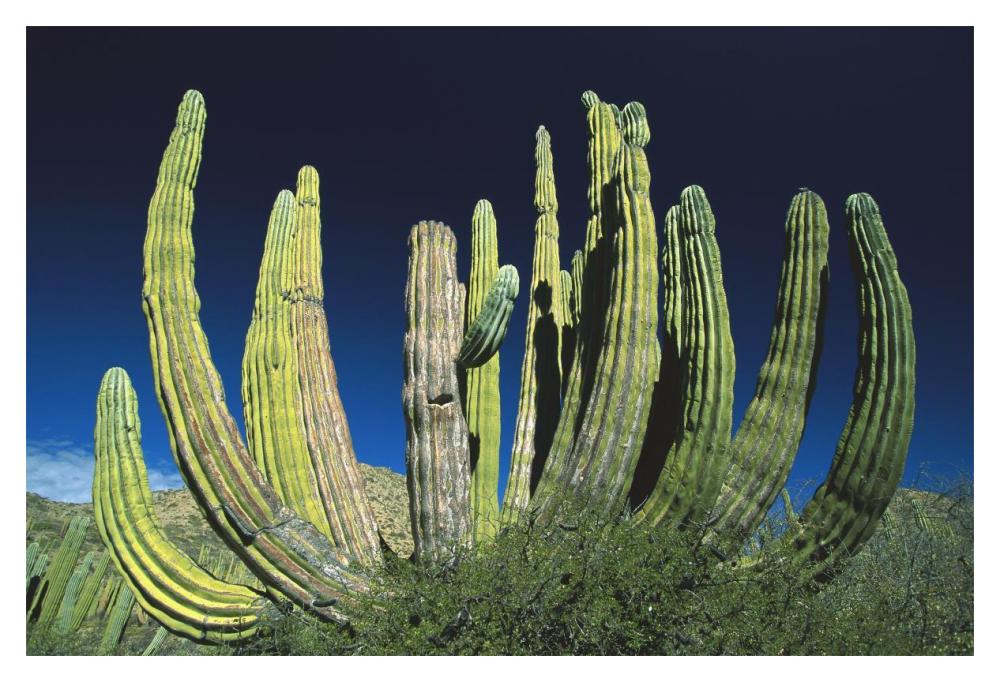 Cardon cactus, Baja California, Mexico-Paper Art-20"x14"