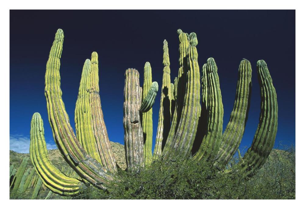 Cardon cactus, Baja California, Mexico-Paper Art-32"x22"
