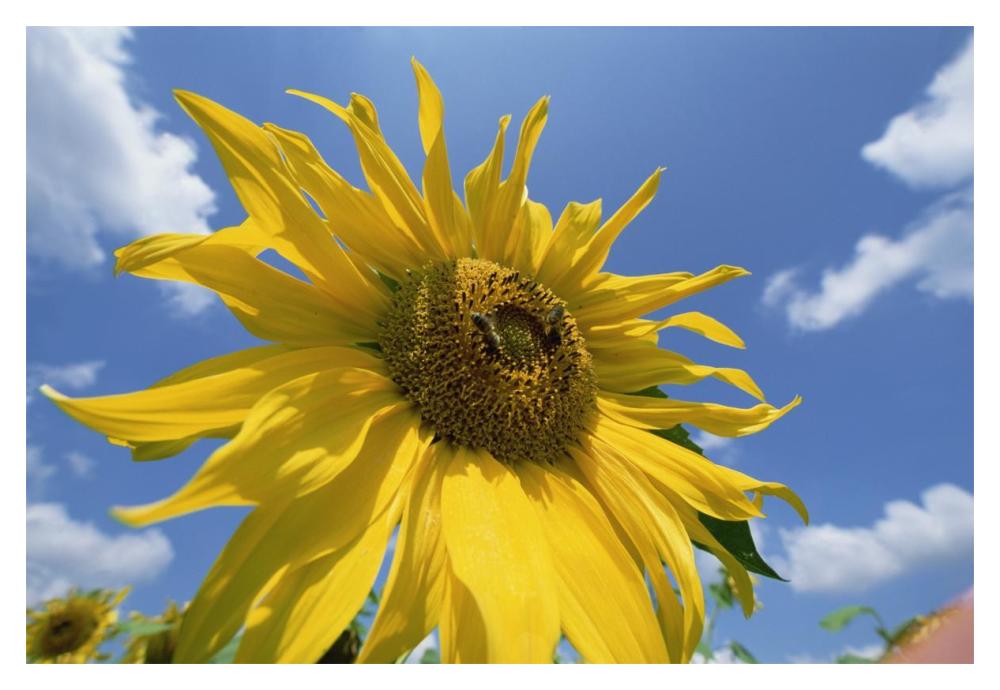 Common Sunflower with blue sky and clouds-Paper Art-20"x14"
