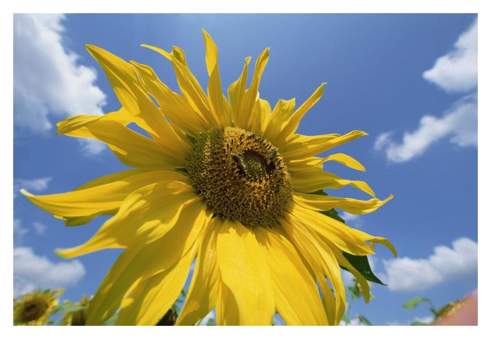 Common Sunflower with blue sky and clouds-Paper Art-38"x26"