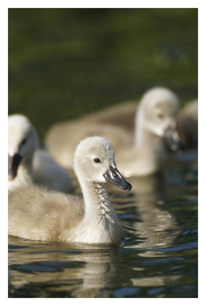 Mute Swan cygnets swimming in pond, Germany-Paper Art-14"x20"