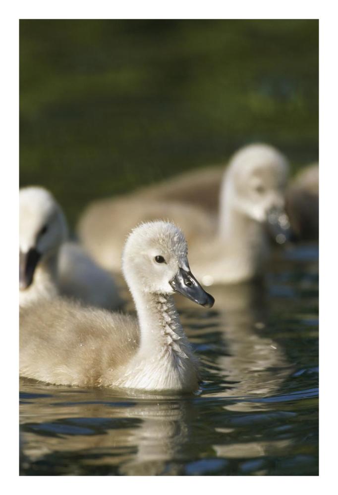 Mute Swan cygnets swimming in pond, Germany-Paper Art-18"x26"