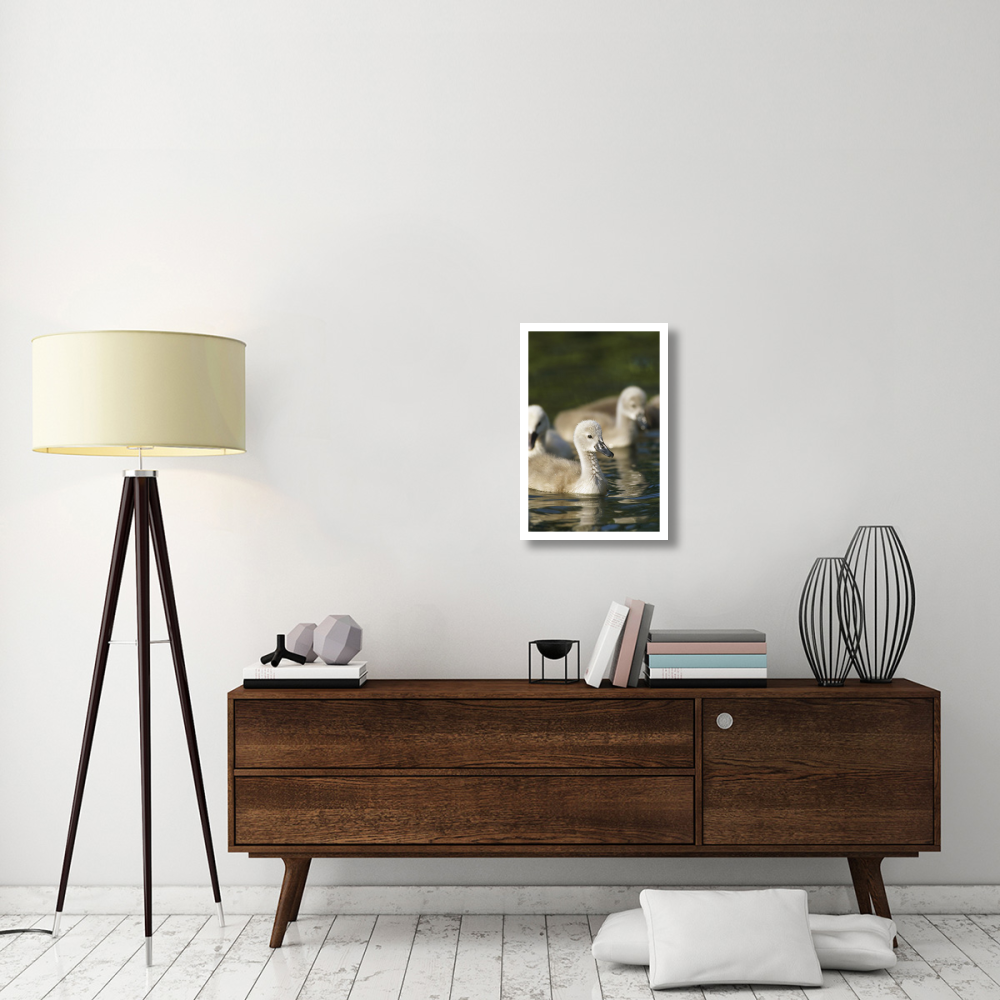 Mute Swan cygnets swimming in pond, Germany-Paper Art-18&quotx26"