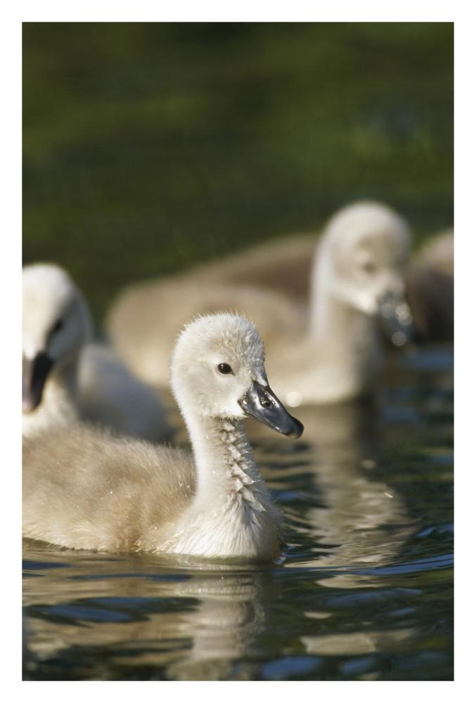 Mute Swan cygnets swimming in pond, Germany-Paper Art-22"x32"
