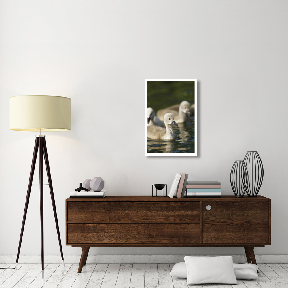 Mute Swan cygnets swimming in pond, Germany-Paper Art-22&quotx32"