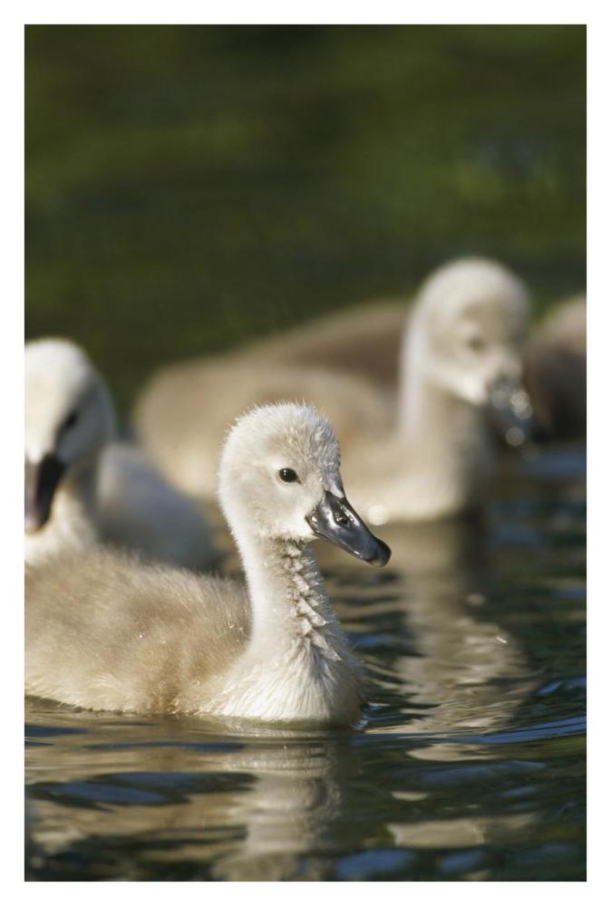 Mute Swan cygnets swimming in pond, Germany-Paper Art-26"x38"