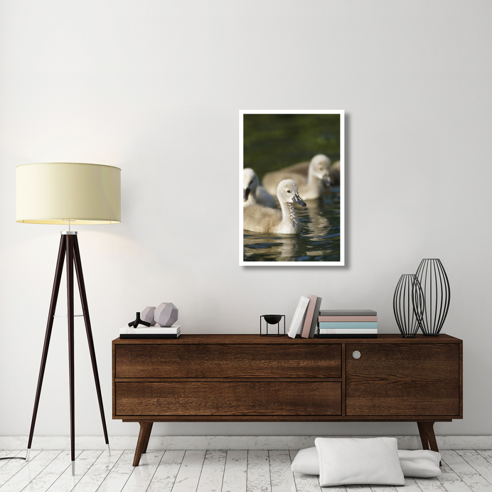 Mute Swan cygnets swimming in pond, Germany-Paper Art-26&quotx38"