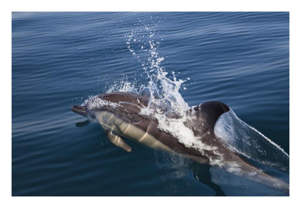 Common Dolphin surfacing, Algarve, Portugal-Paper Art-26"x18"