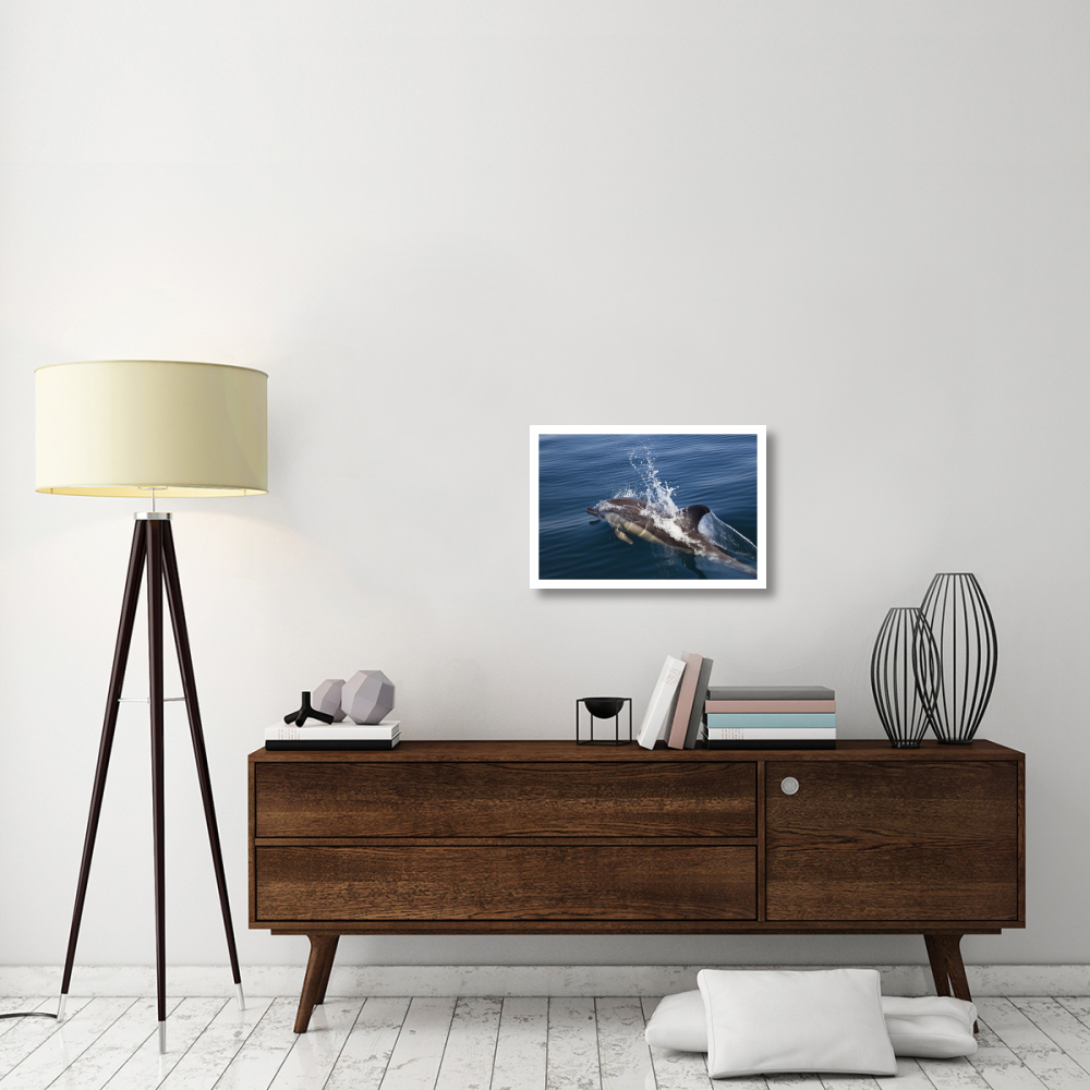 Common Dolphin surfacing, Algarve, Portugal-Paper Art-26&quotx18"