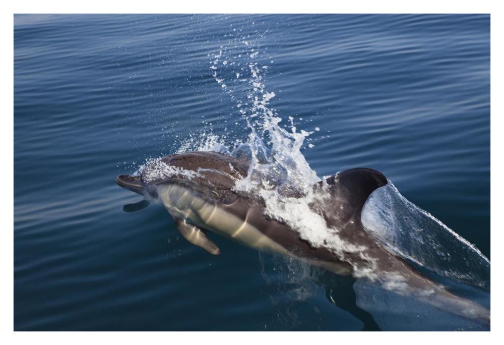 Common Dolphin surfacing, Algarve, Portugal-Paper Art-38"x26"