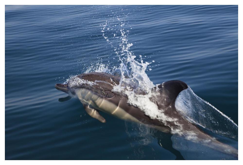 Common Dolphin surfacing, Algarve, Portugal-Paper Art-50"x34"