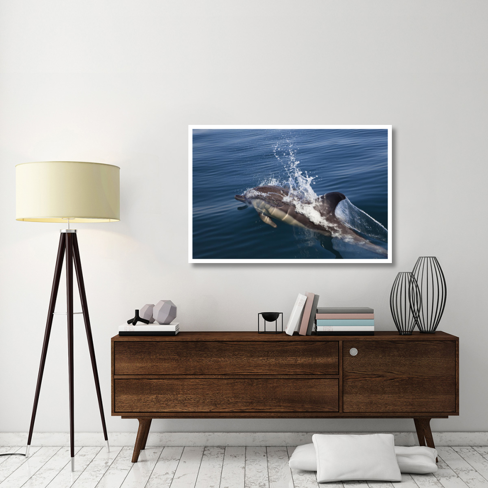 Common Dolphin surfacing, Algarve, Portugal-Paper Art-50&quotx34"