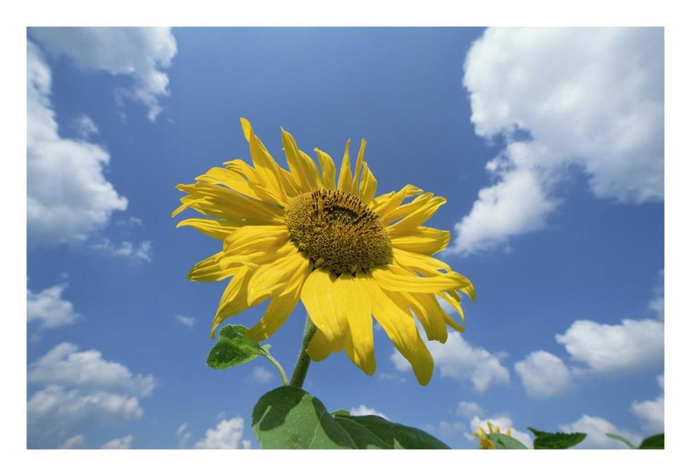 Common Sunflower with blue sky and clouds behind-Paper Art-26"x18"