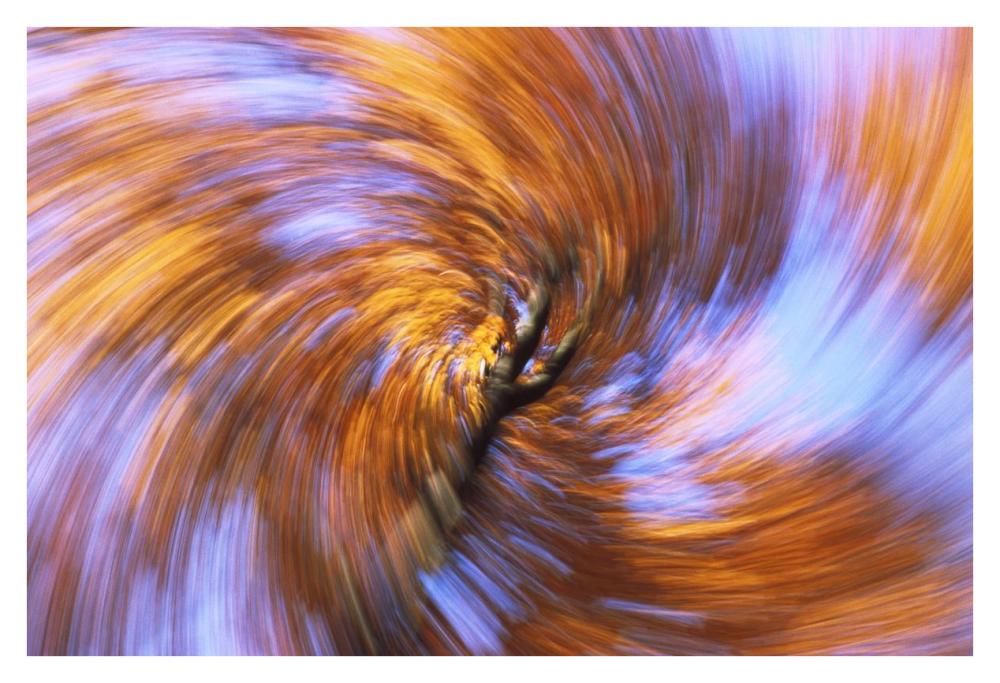 European Beech abstract of autumn colors, Germany-Paper Art-38"x26"
